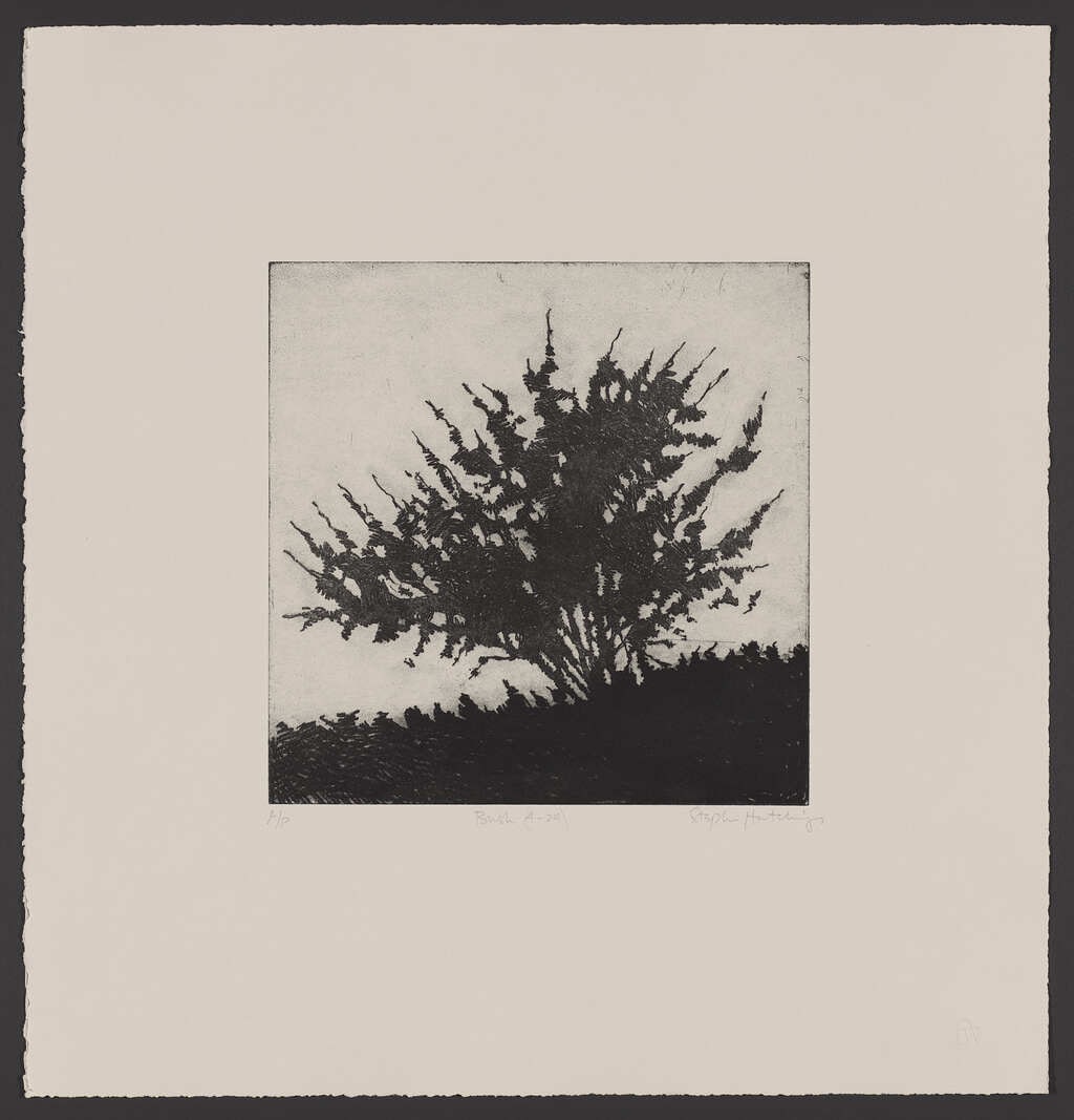 Bush (1/4)