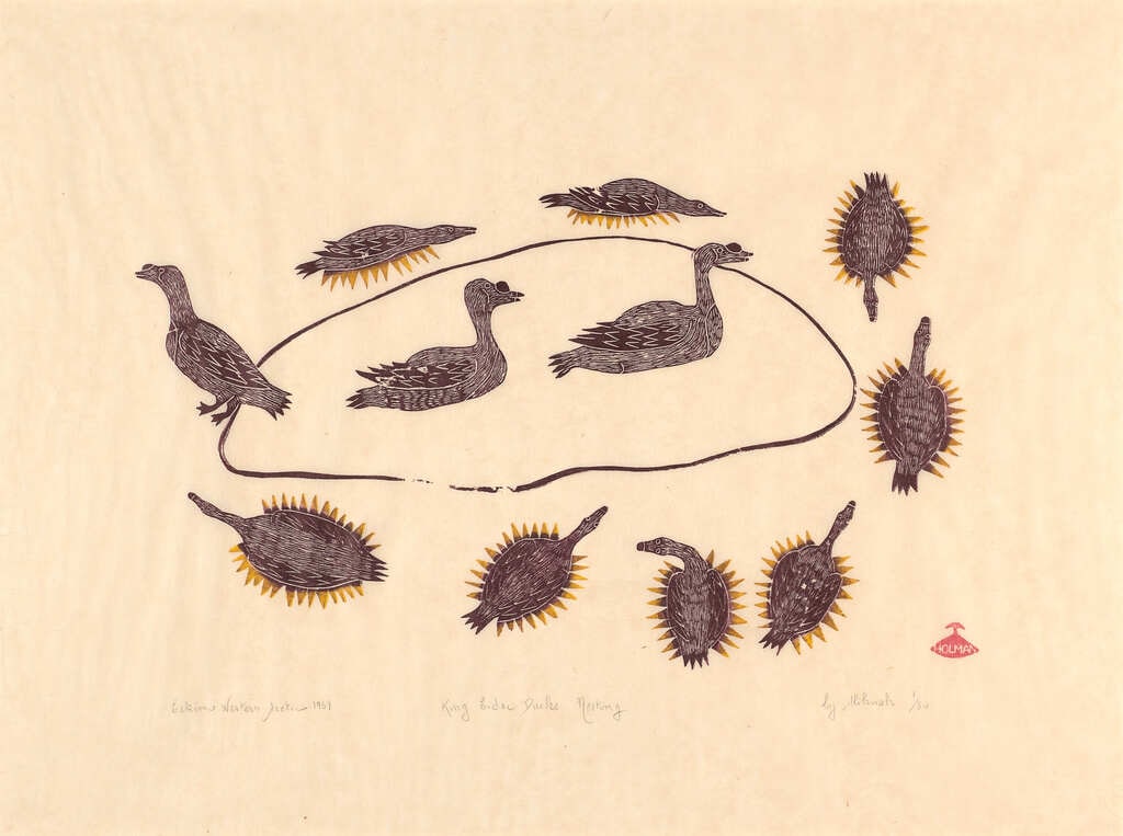 King Eider Ducks Nesting