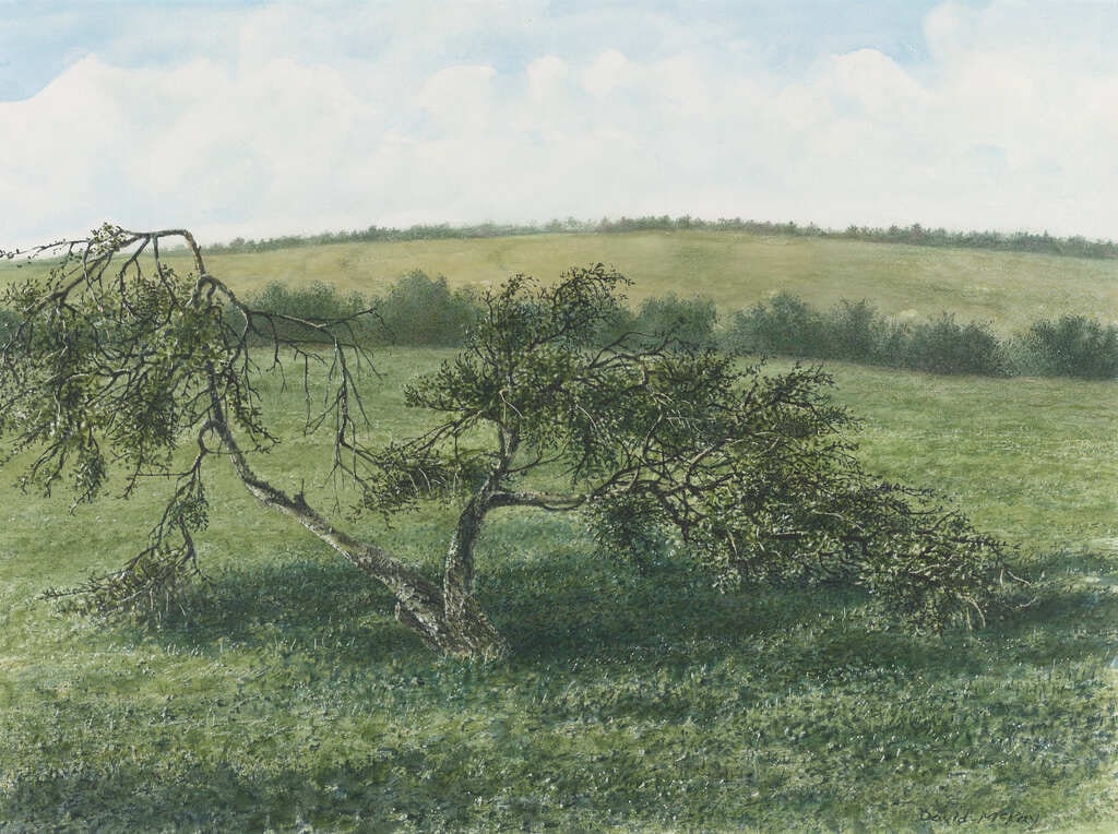 Old Apple Tree and Summer