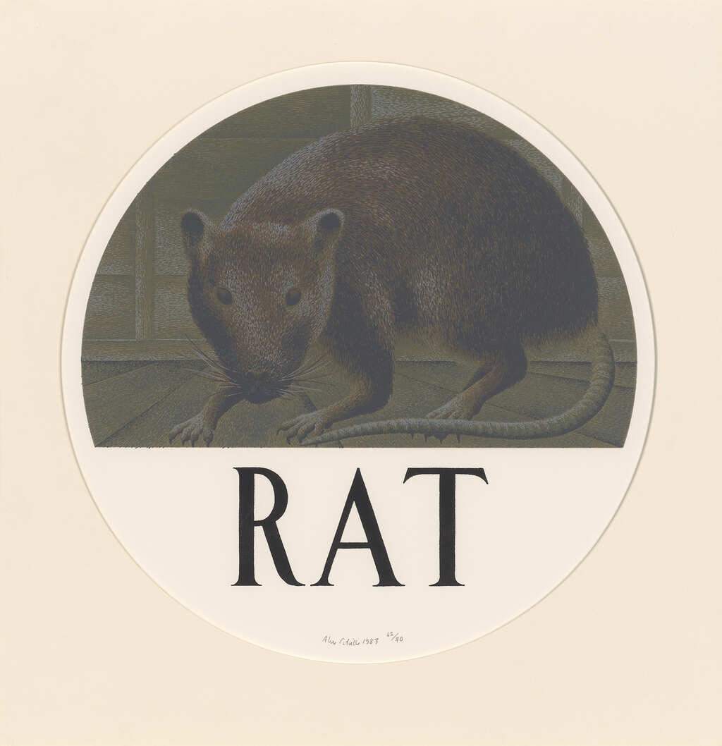 Rat