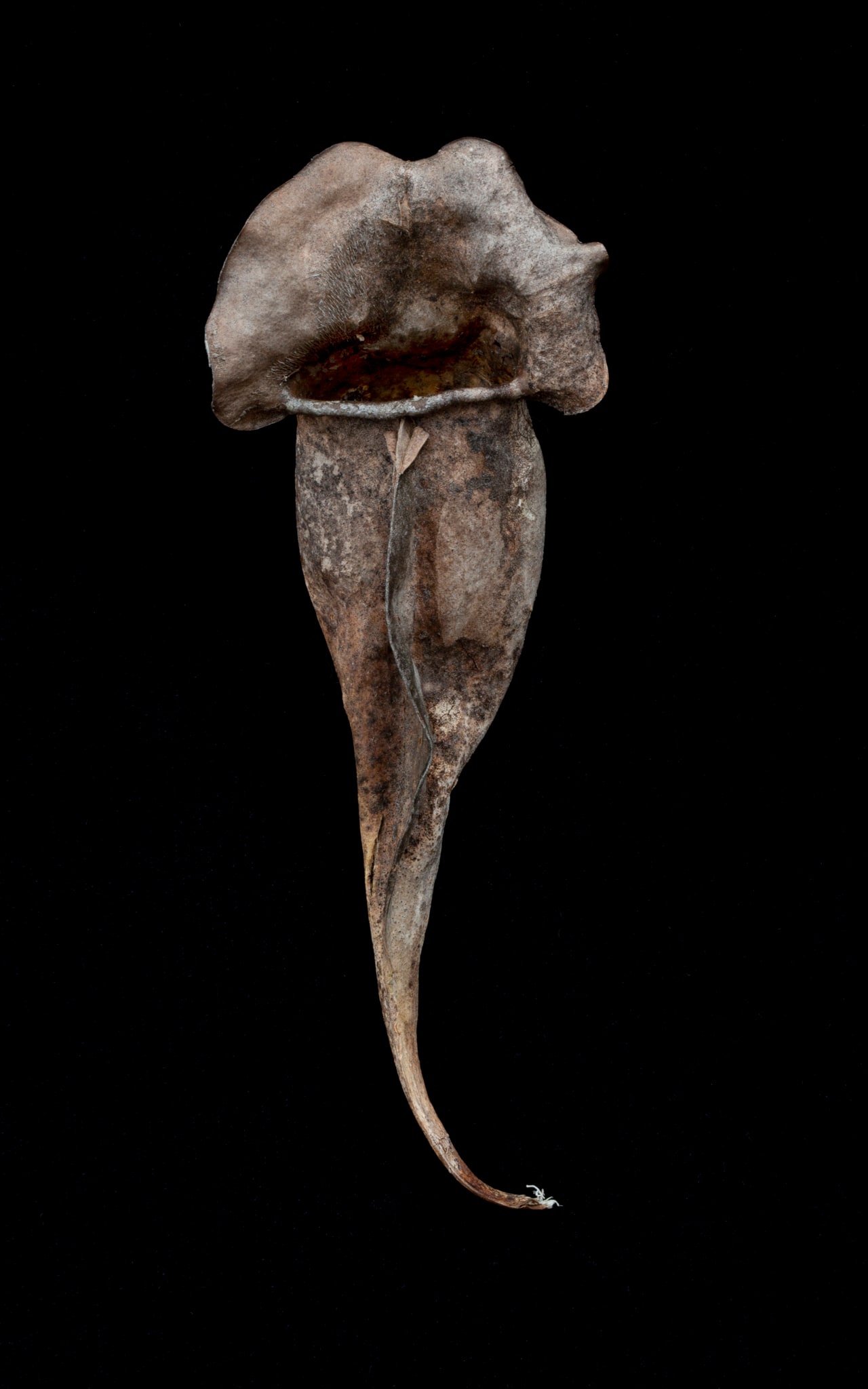 Sarraceniaceae (New World Pitcher Plant) #1