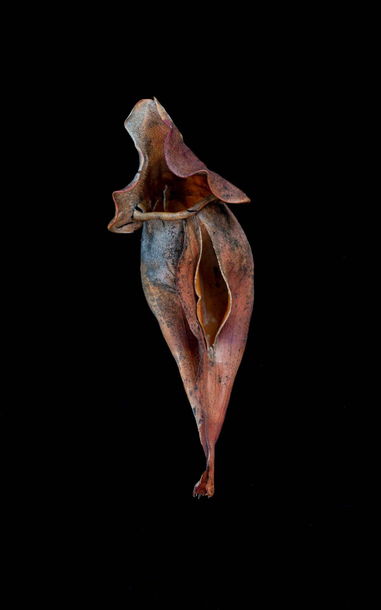 Sarraceniaceae (New World Pitcher Plant) #10