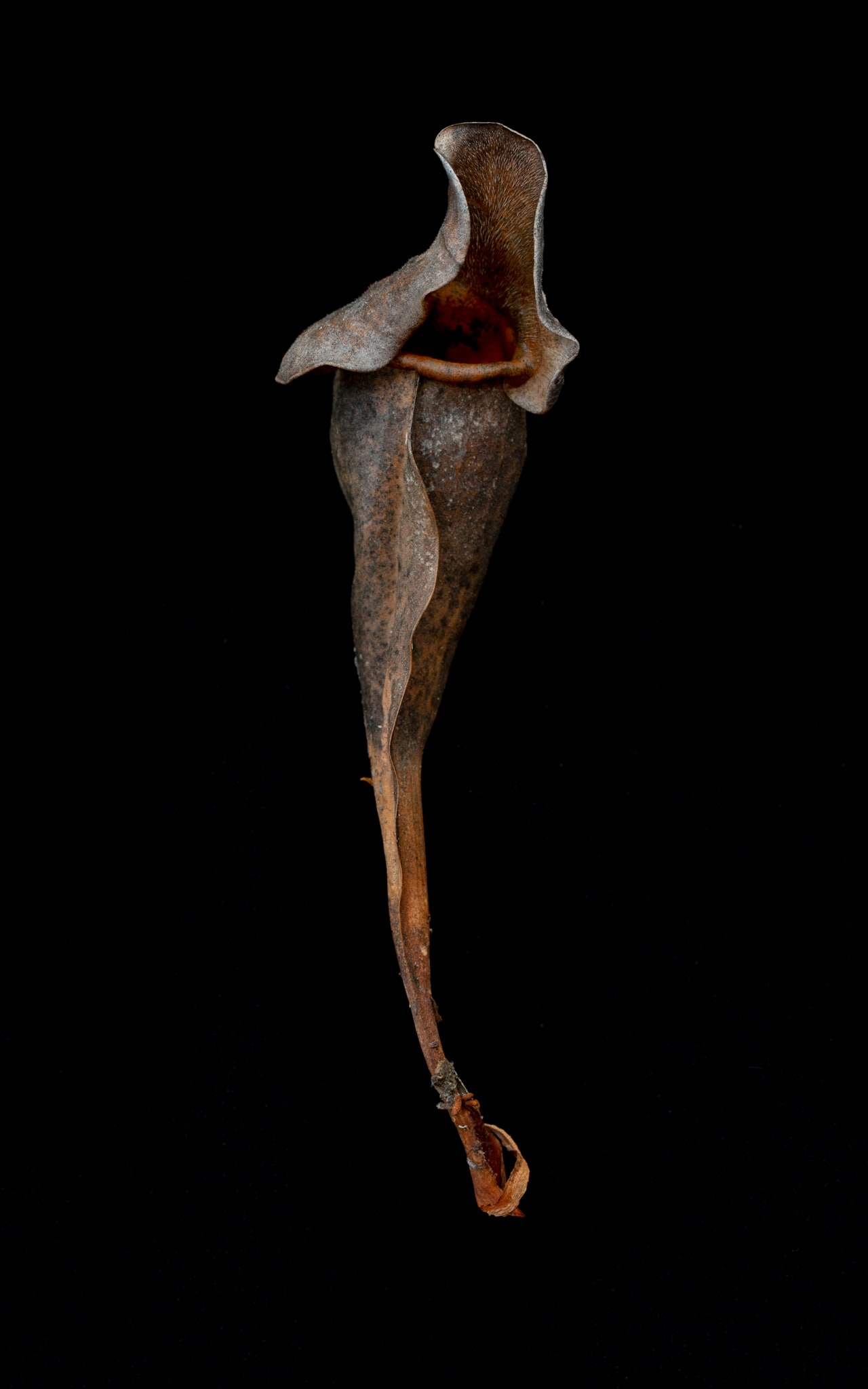 Sarraceniaceae (New World Pitcher Plant) #12