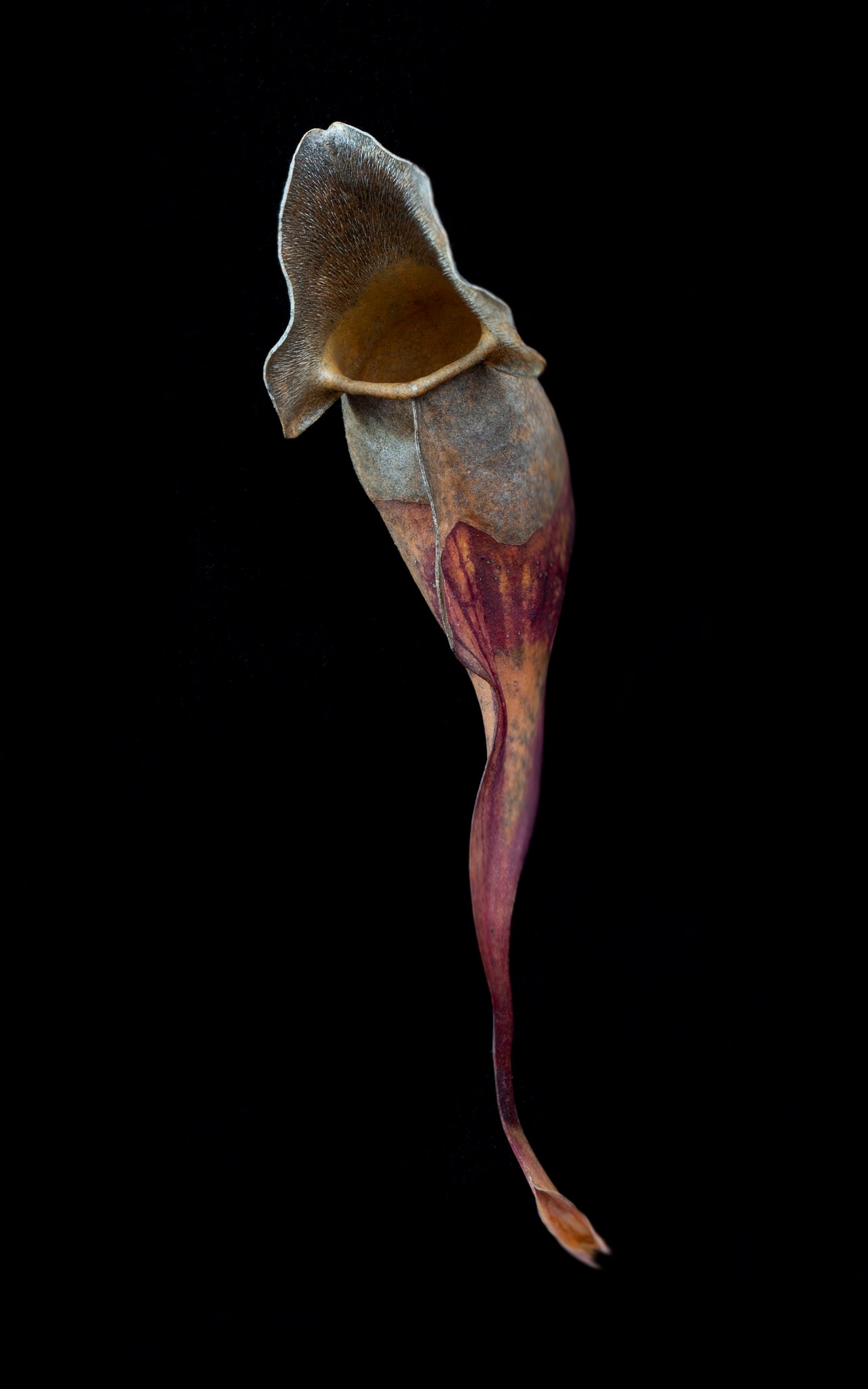 Sarraceniaceae (New World Pitcher Plant) #2