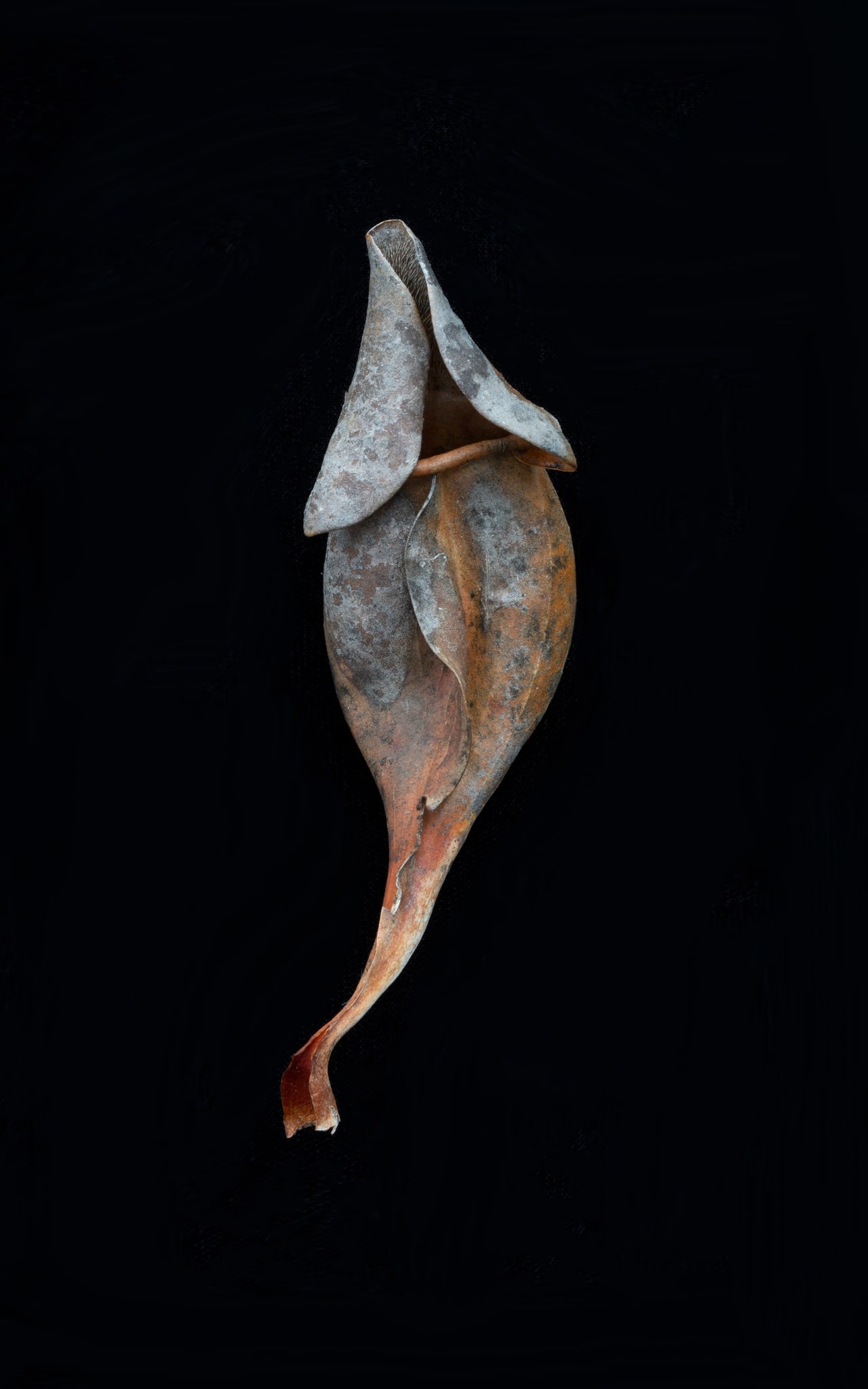 Sarraceniaceae (New World Pitcher Plant) #4