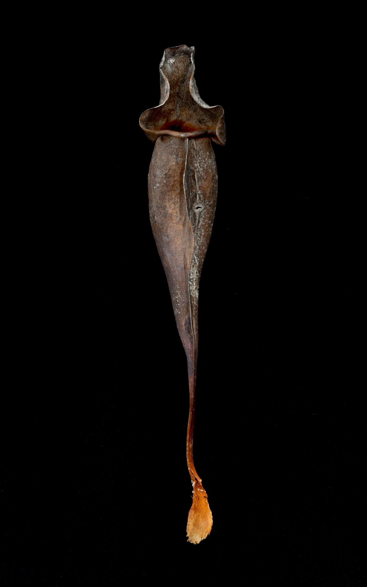 Sarraceniaceae (New World Pitcher Plant) #6
