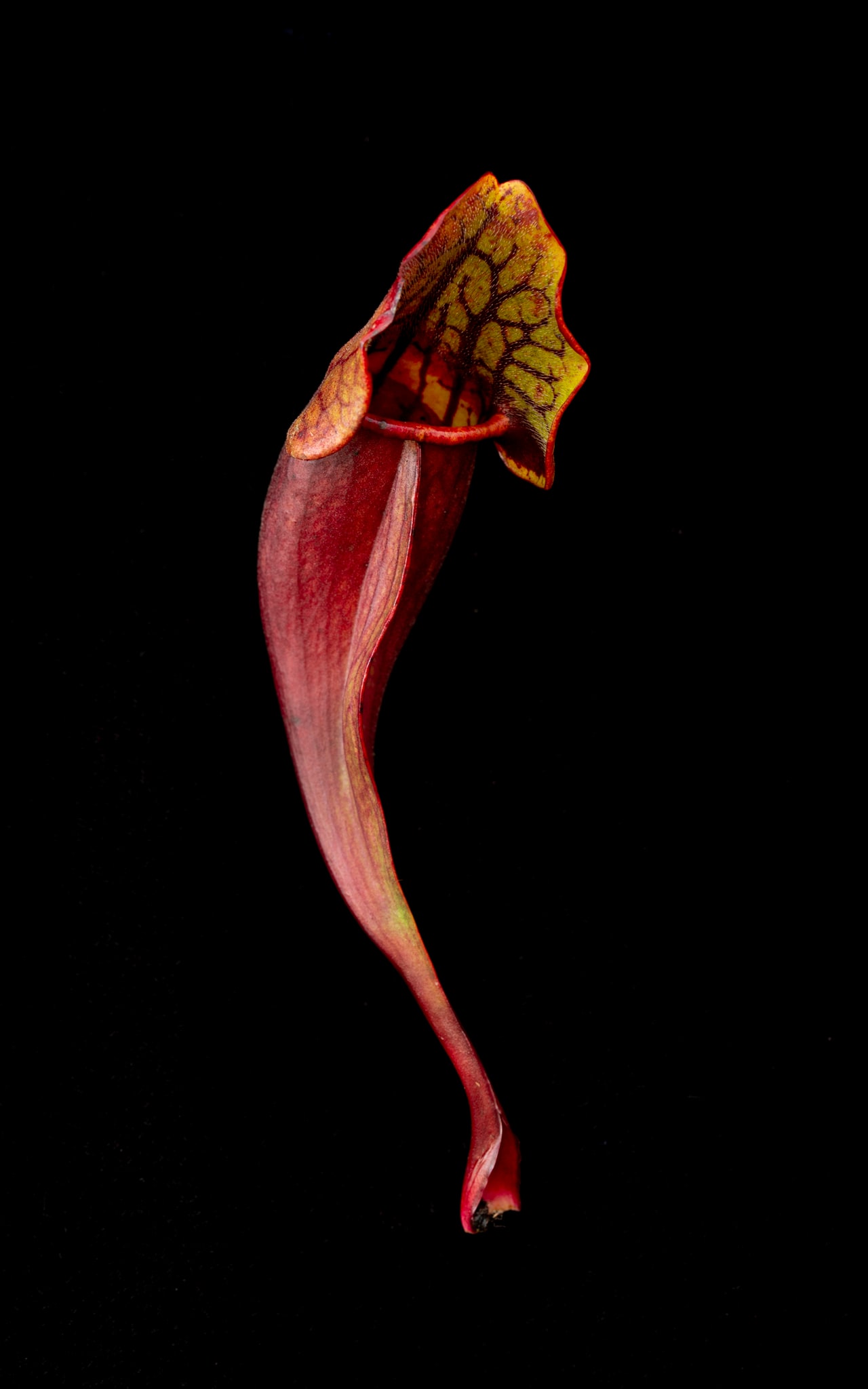 Sarraceniaceae (New World Pitcher Plant) #7
