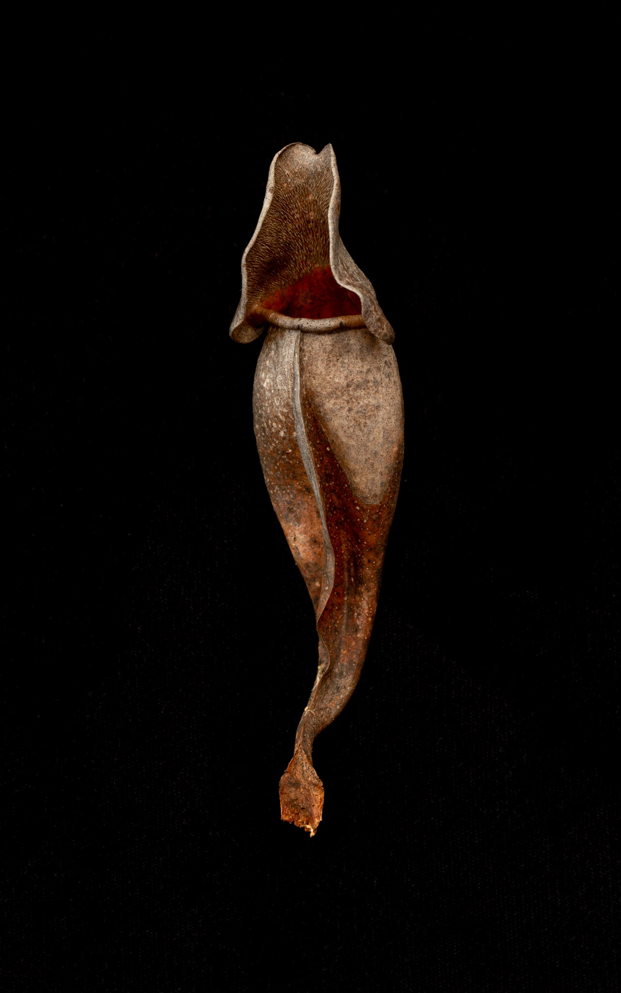Sarraceniaceae (New World Pitcher Plant) #8