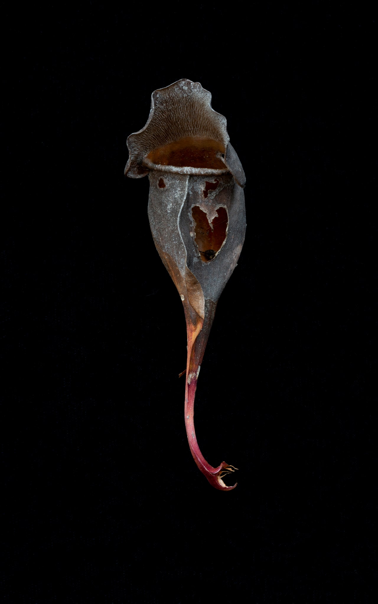 Sarraceniaceae (New World Pitcher Plant) #9
