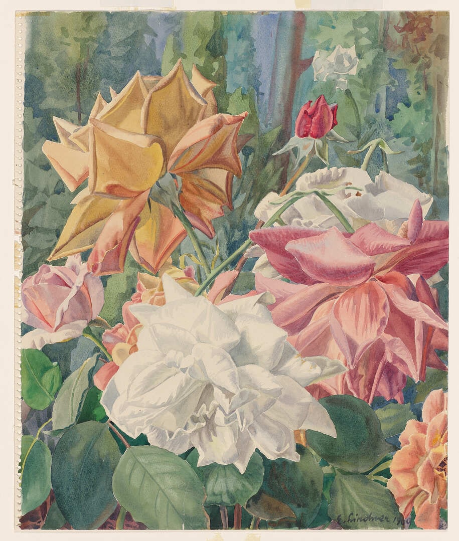 The White Rose
