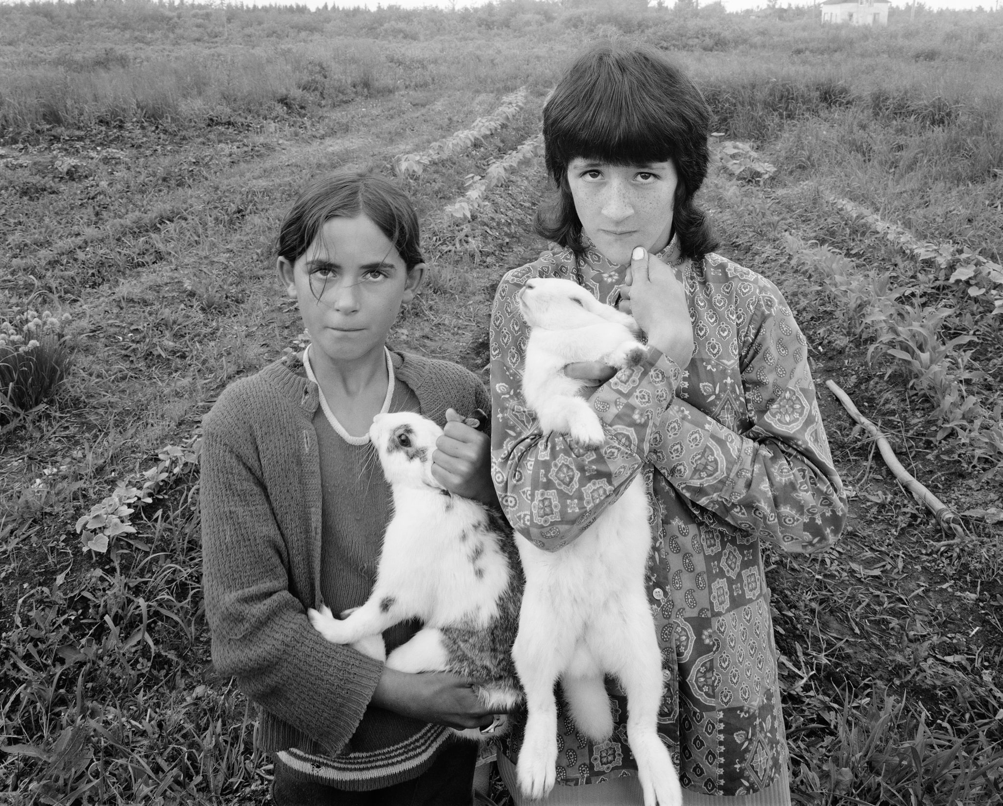 Two Rabbits, Brantville, NB