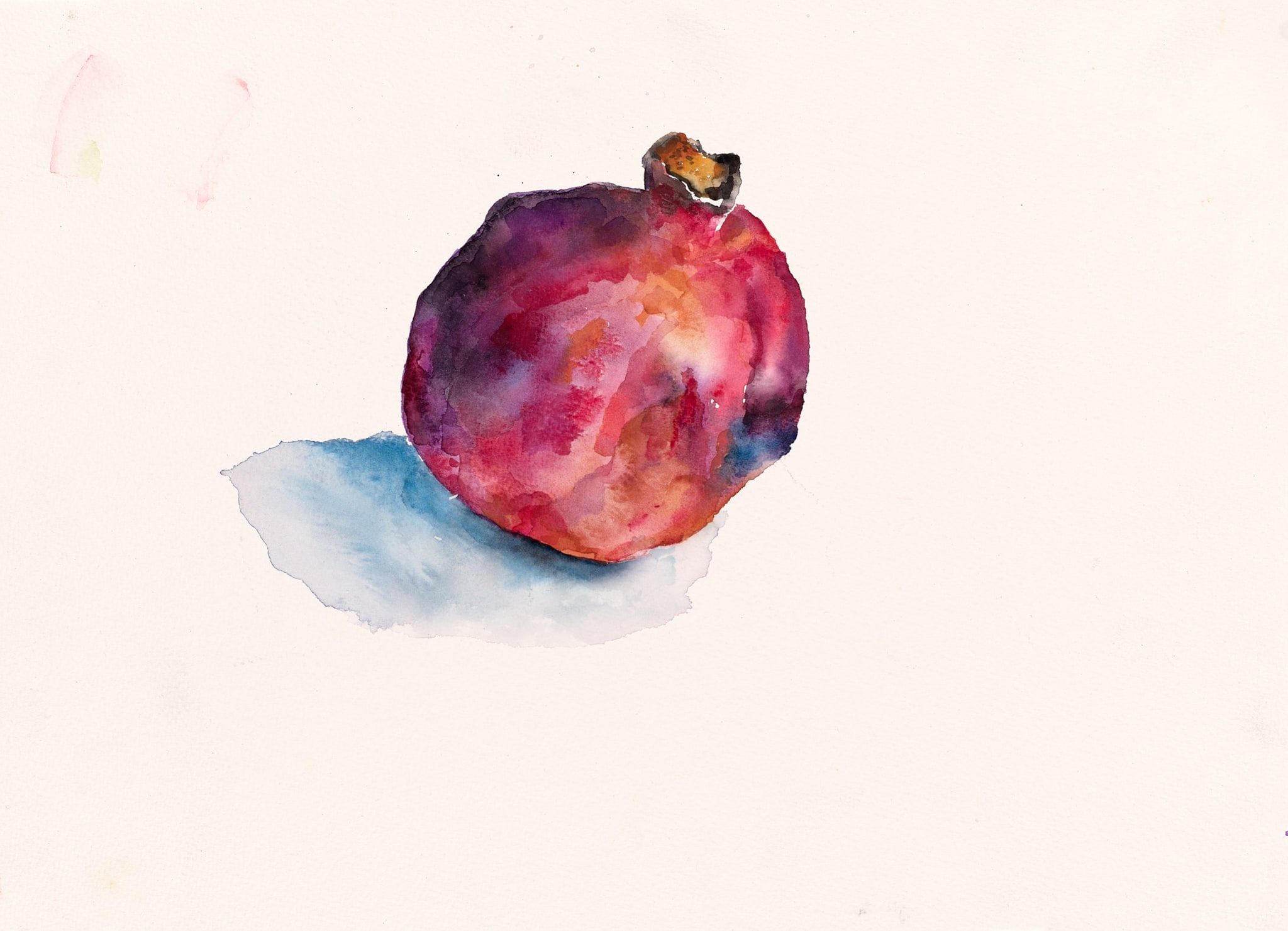 Untitled / sans titre (pomegranate study)