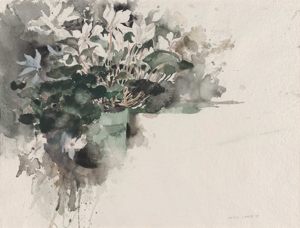 White Cyclamen