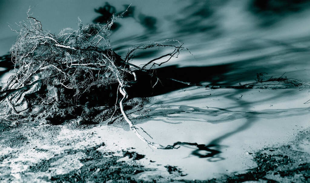 Windblown Tangle (from the series Twisted Roots)