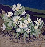 Northern Bloodroot