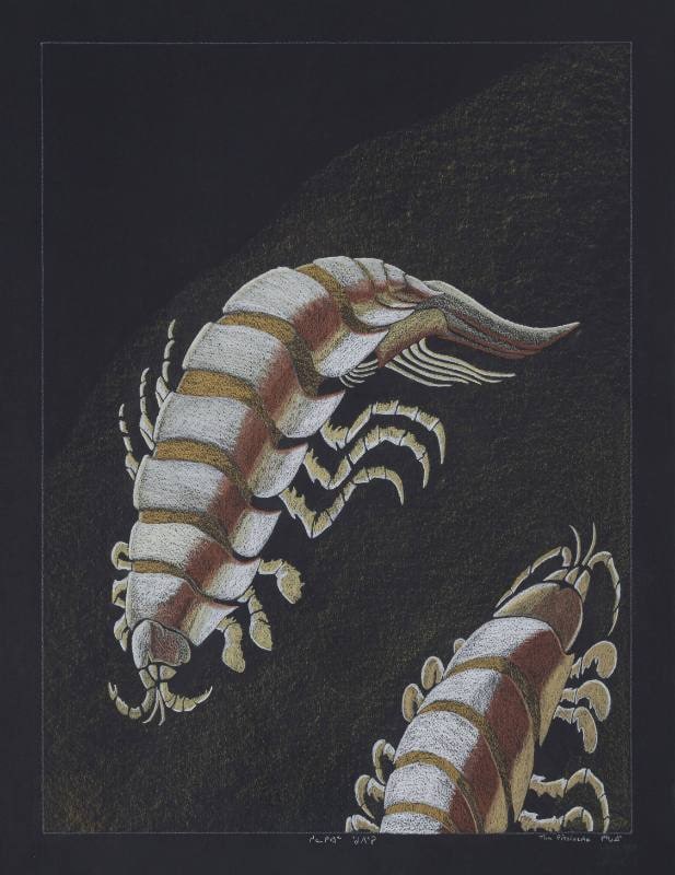 Sea Lice