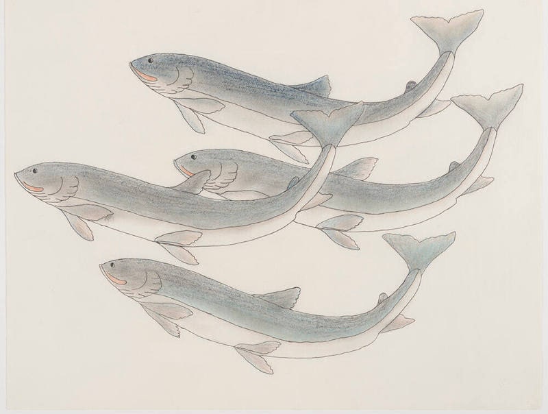 School of Fish