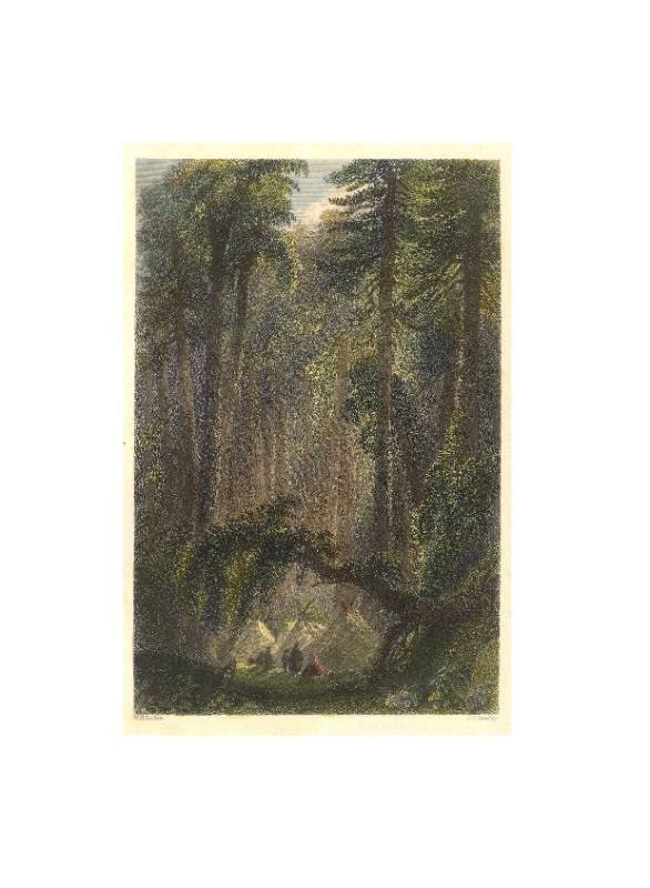A Forest Scene