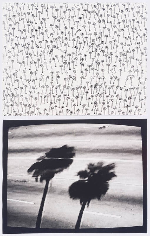 Palm Trees; Untitled Palm Trees