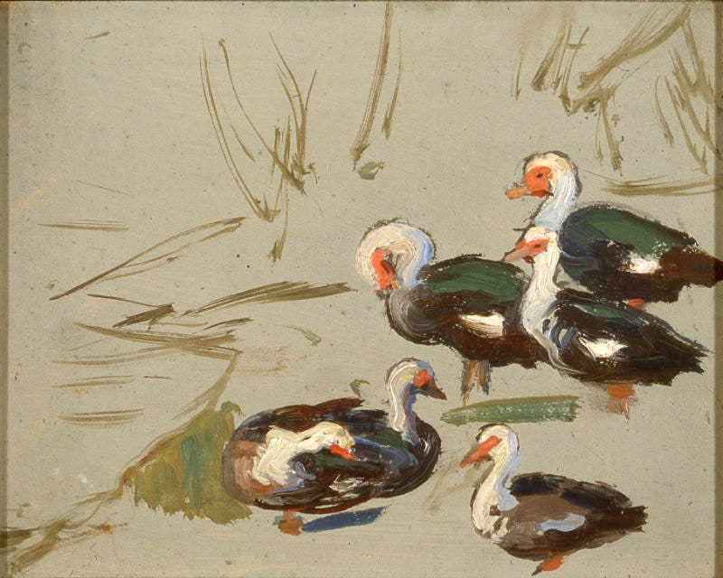Ducks on Wychwood Pond