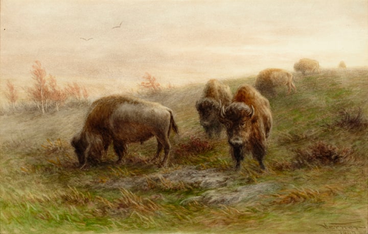 Herd of Buffalo