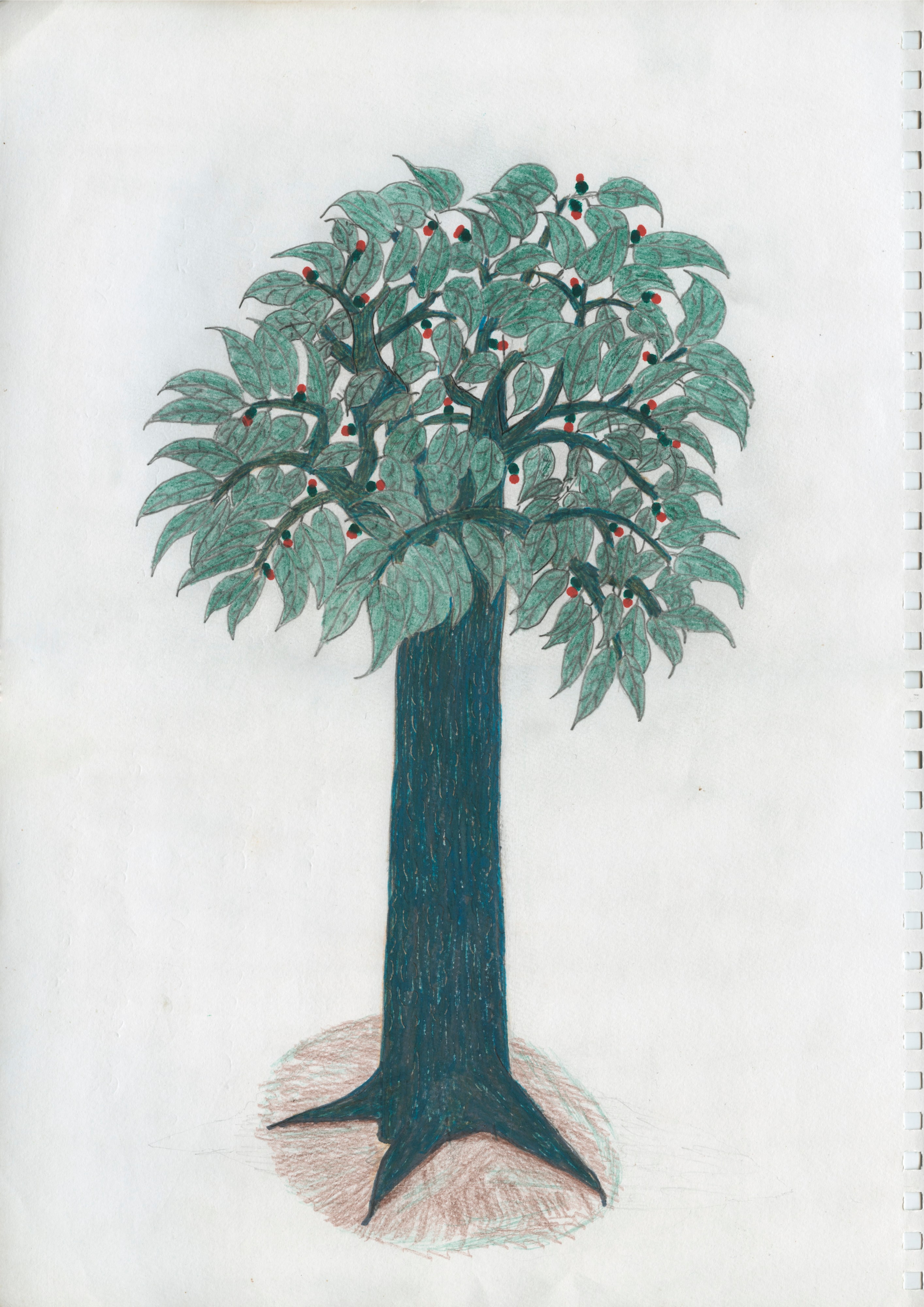 Hwei yãkõana aka kii aha koa henɨ, ɨhɨ a wainë thëpëha poremonë xapiripë wawëɨ, ɨhɨ tëhë thëpë xapirimuu xoao. Yanomae thëpë rãakae nëhë yaxuuhe, yanomae thëpë haromaɨ he [This is the yãkõana