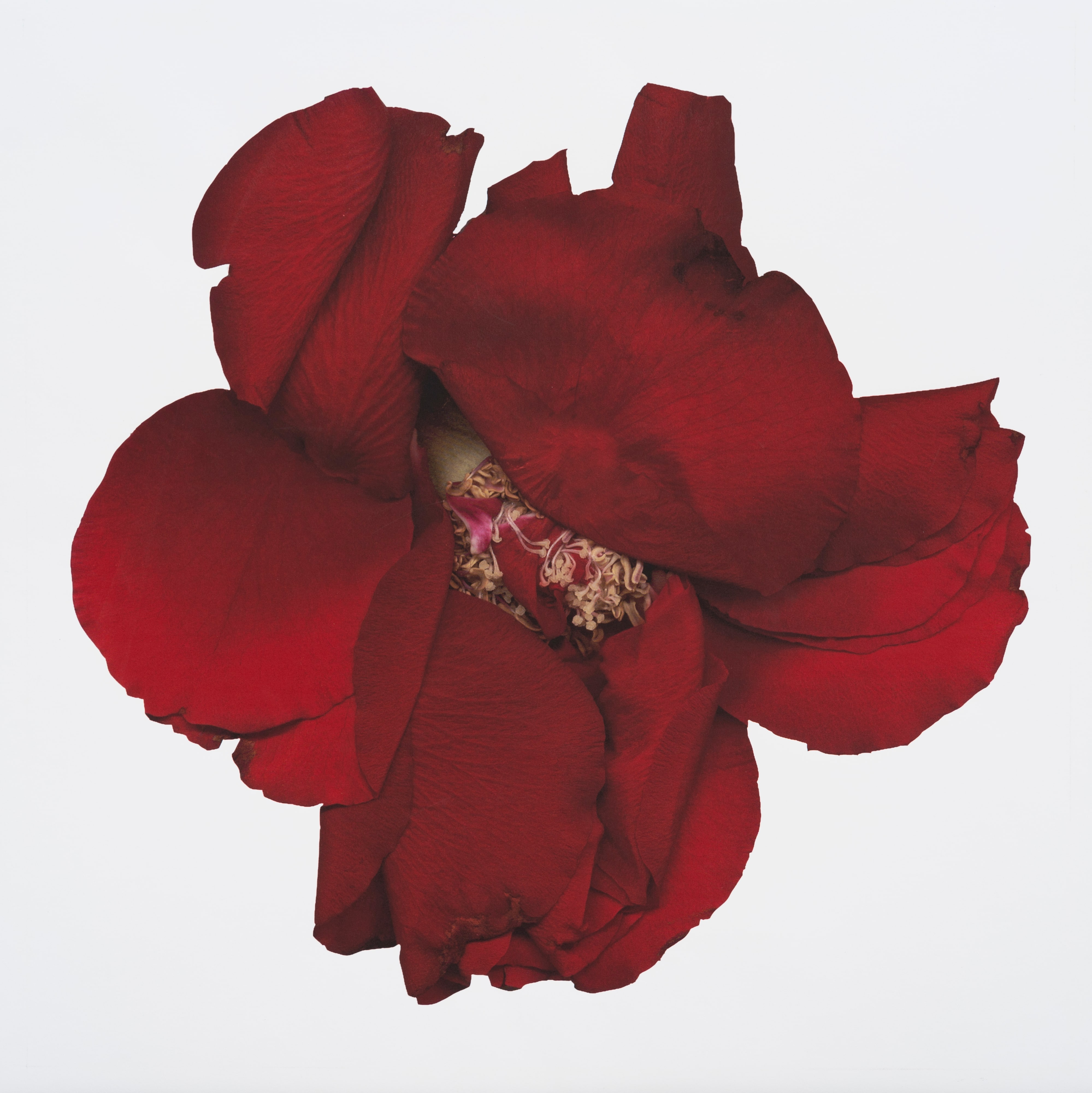 Vermelho profundo