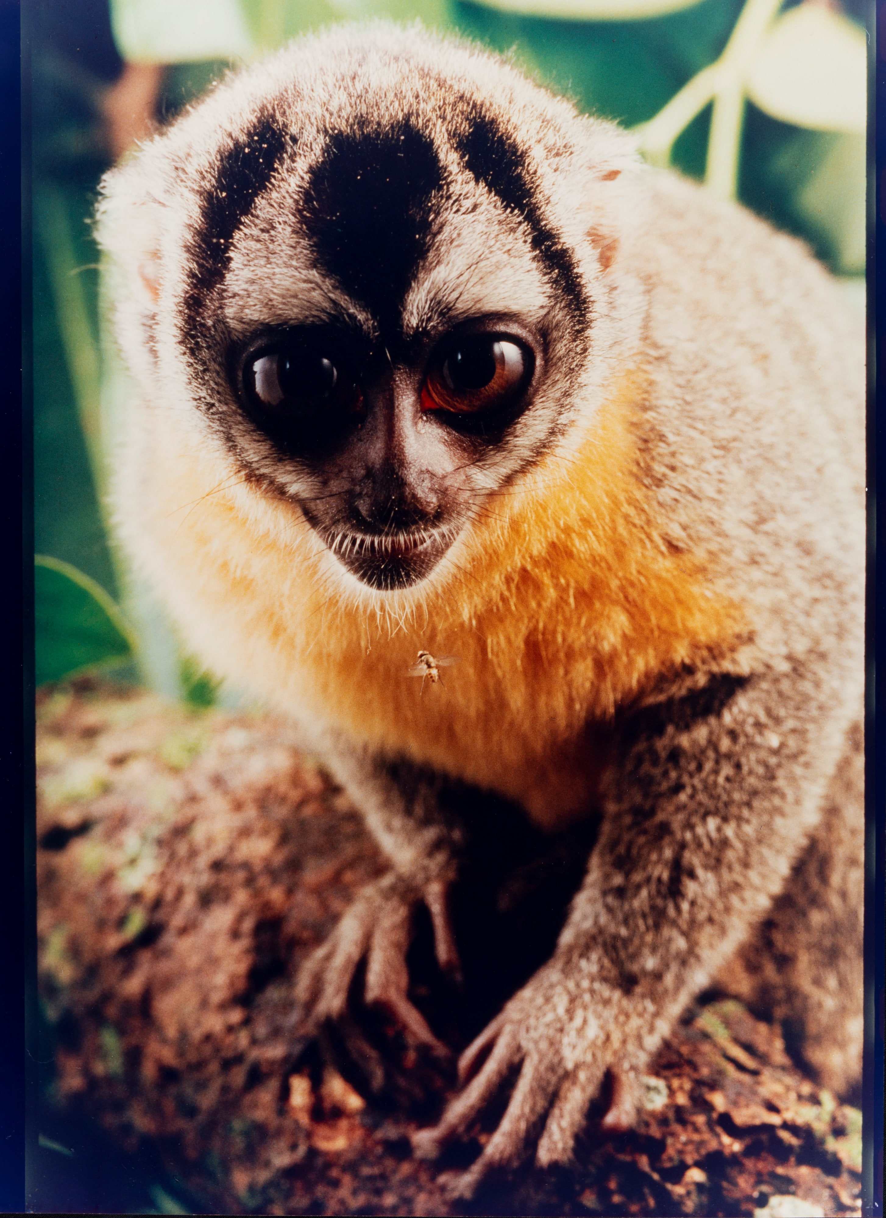 Aotus Trivirgatus (Macaco-da-Noite)