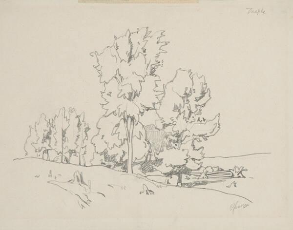 Maple