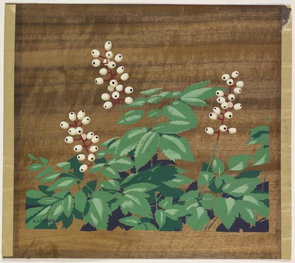 White Baneberry
