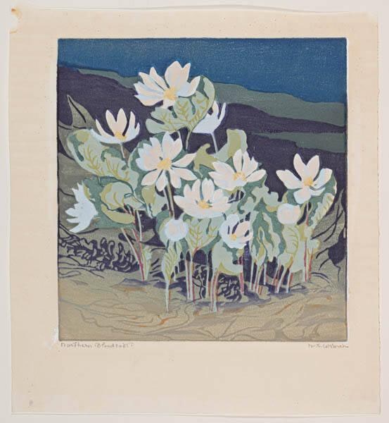Northern Bloodroot