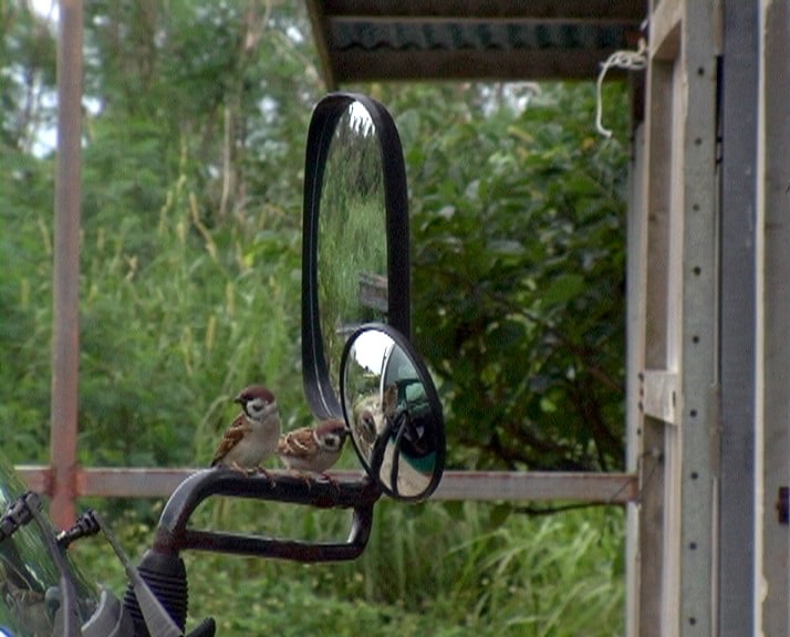 Reflexion Bird (Reflet d'oiseau)