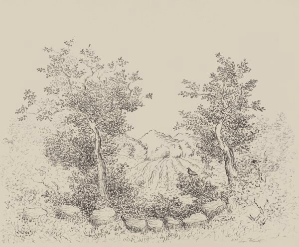 Trees and Field