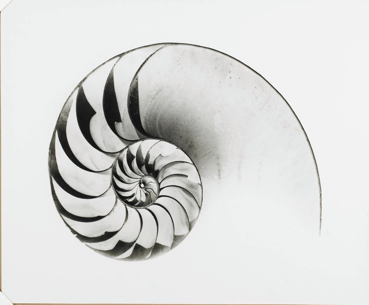 Curves in High Key Nautile Negatif