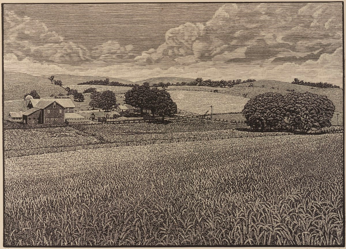 Nittany Wheatfields