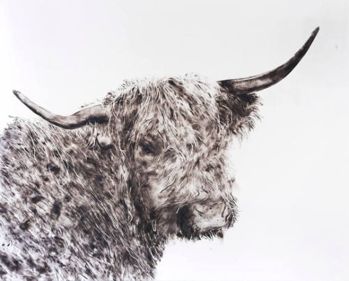 Black Cow