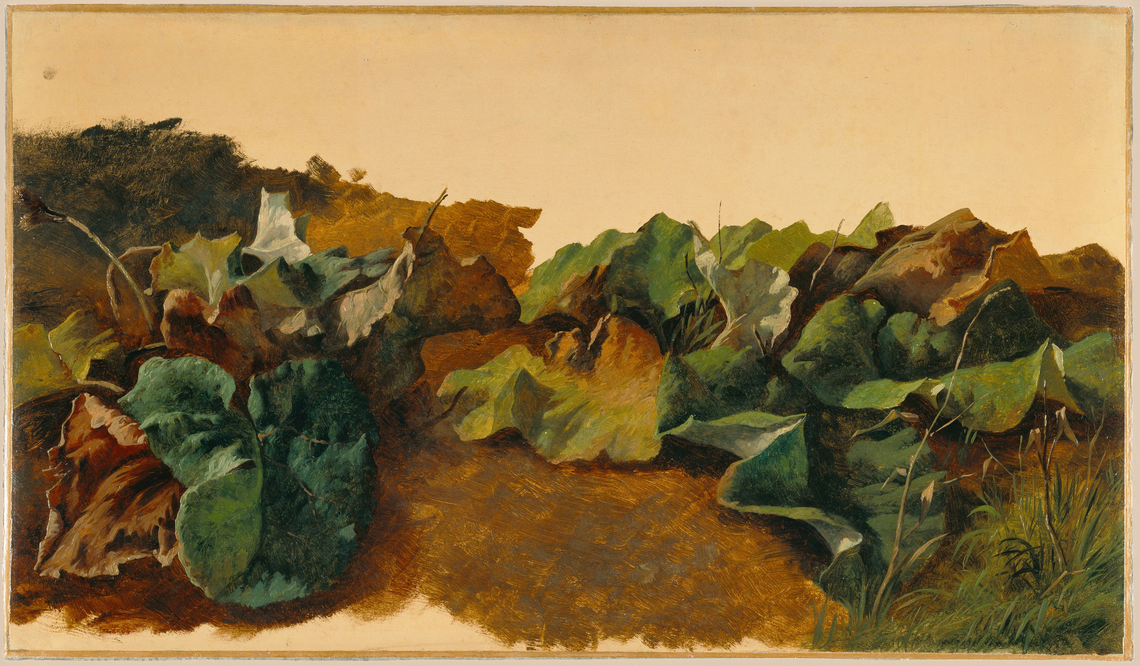 Large Butterbur Leaves and Grass