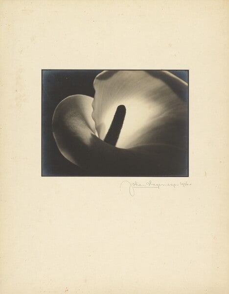 Calla Lily