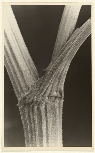 Heracleum spondylium, Barenklau, Stengel