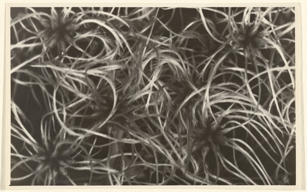 Clematis vitalba, Waldrebe, Samenstand