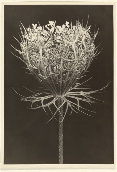 Daucus carota, Wilde Mohre, Ende der Blute