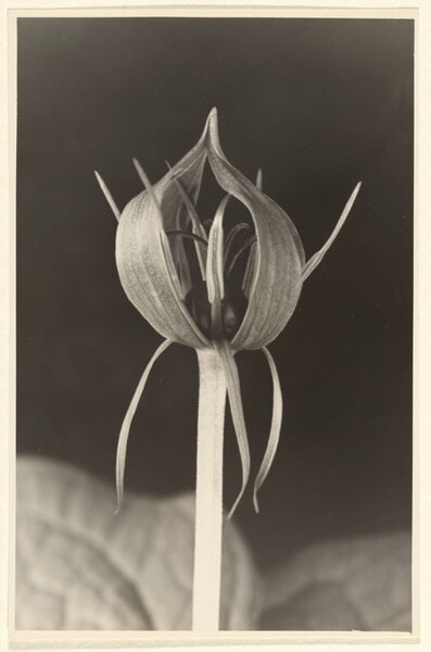 Paris quadrifolia, Einbeere