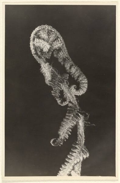Aspidium (Dryopteris), filix-mas, Wurmfarn