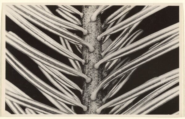 Abies alba, Weißtanne