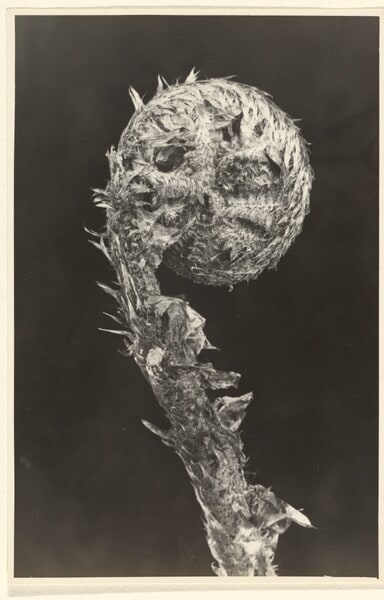 Aspidium (Dryopteris) filix-mas, Wurmfarn