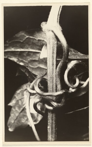 Vitis vinifera, Weinrebe