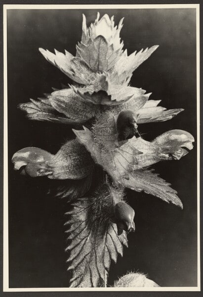[Group of leaves]
