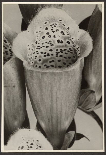 [Spotted flower]