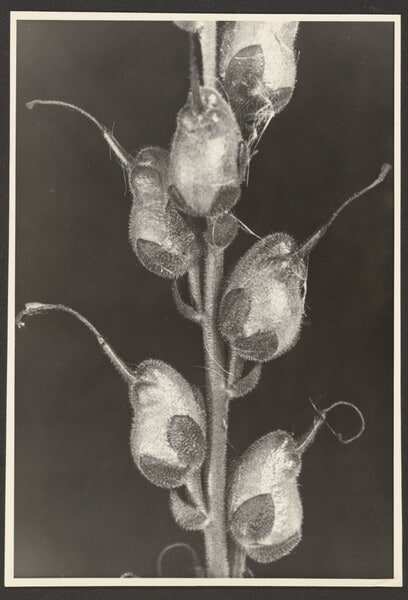 Antirrhinum majus, Lowenmaul, Samenstand