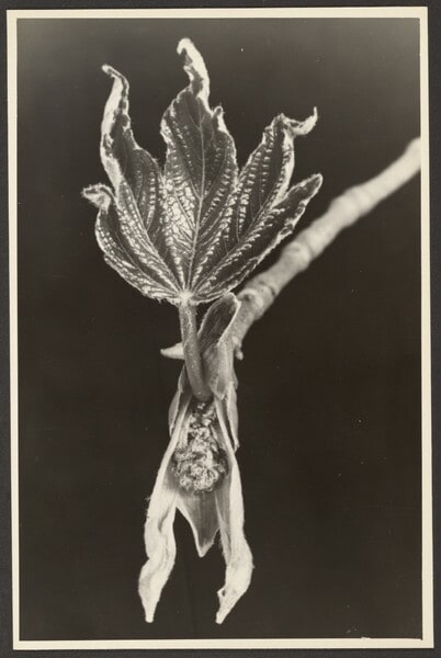 [Leaf and flower on branch]